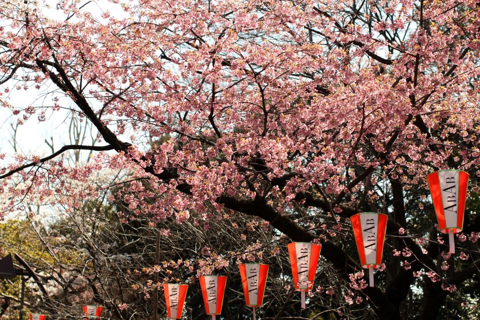 Sakura with lantern at Ueno Park in Japan