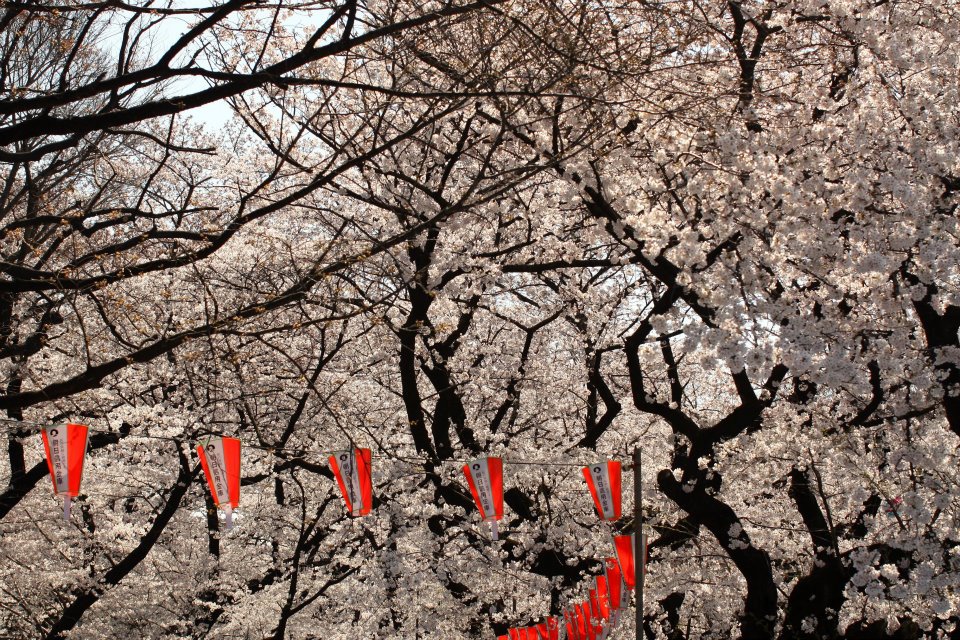 Sakura with lantern at Ueno Park in Japan